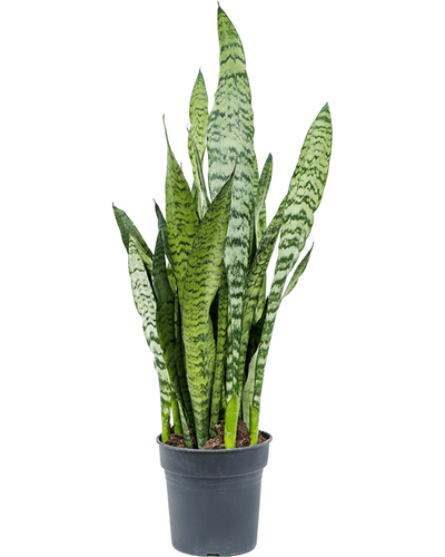 Stevige Sansevieria Zeylanica kamerplant voor binnen.