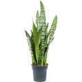 Stevige Sansevieria Zeylanica kamerplant voor binnen.
