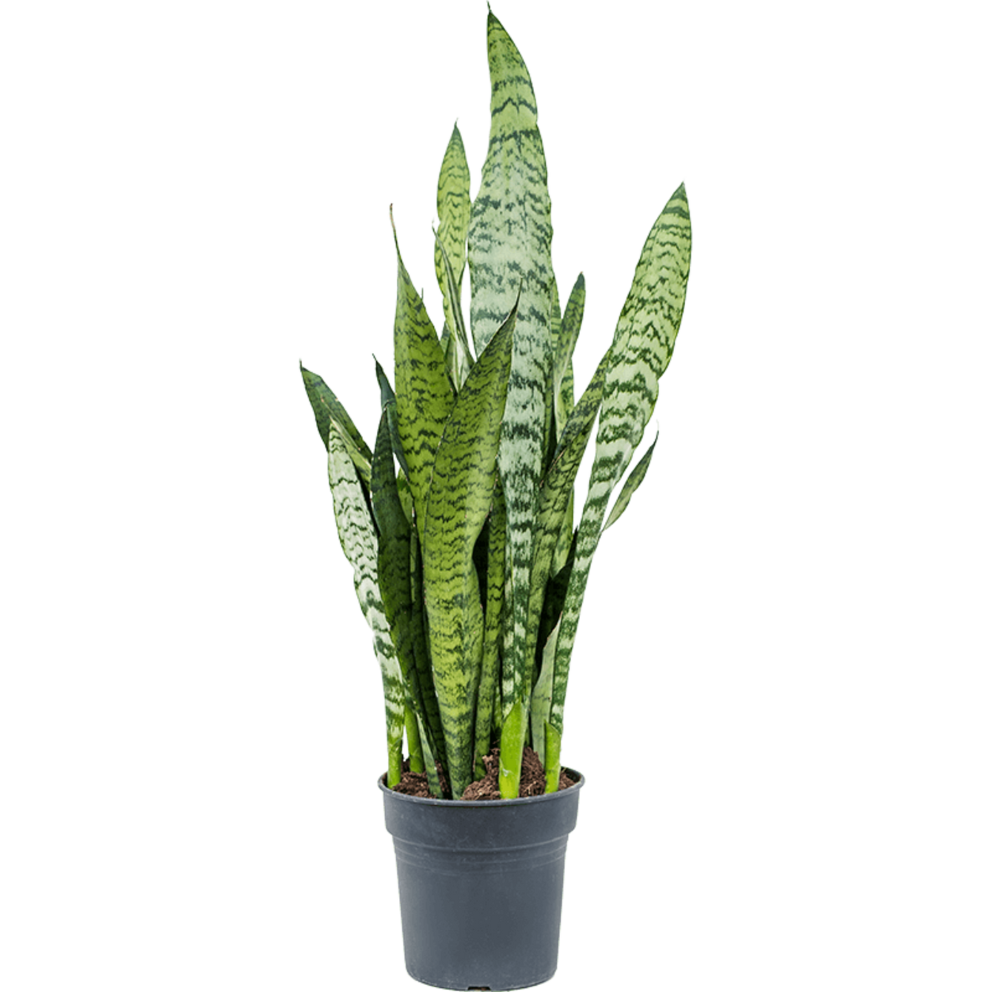 Stevige Sansevieria Zeylanica kamerplant voor binnen.
