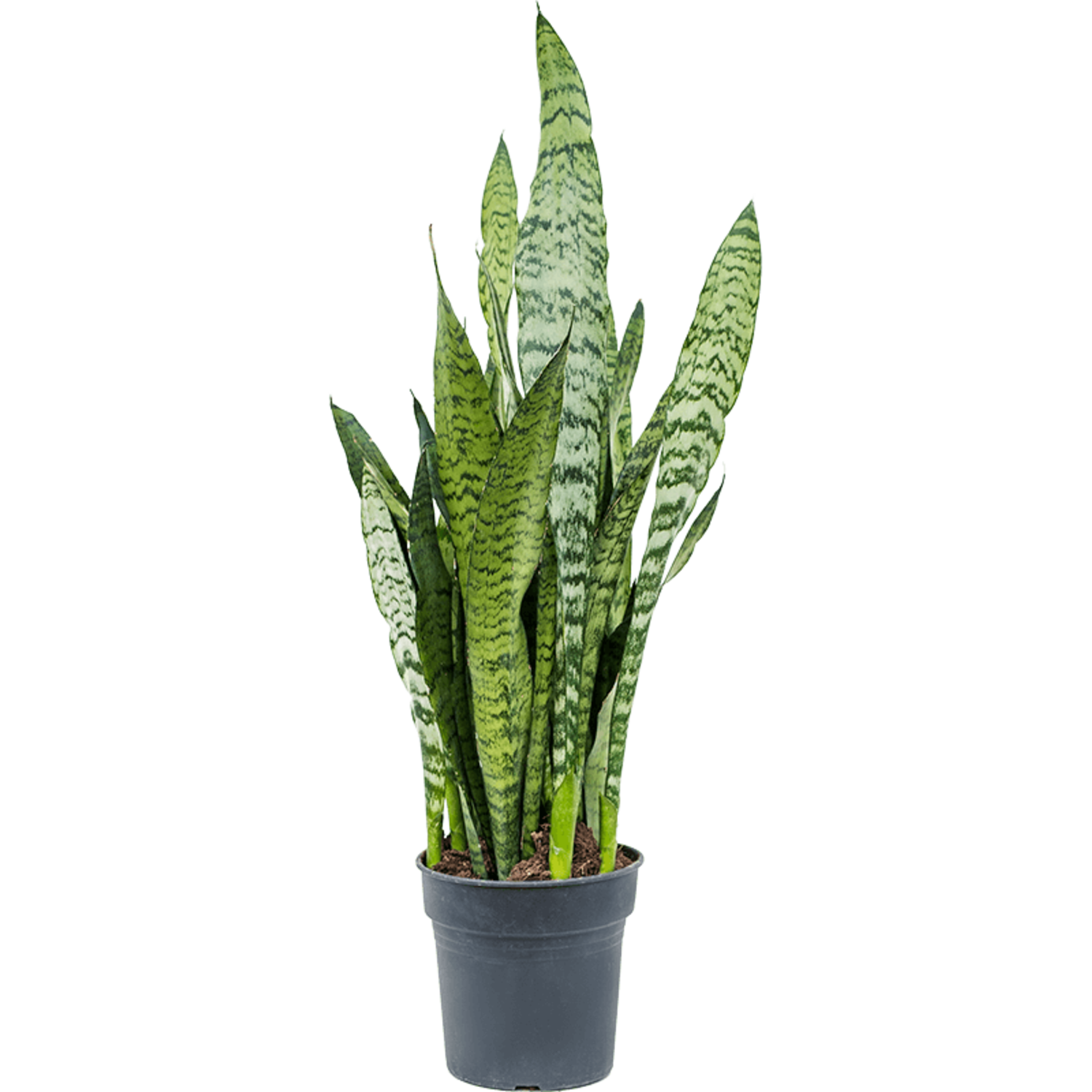 Stevige Sansevieria Zeylanica kamerplant voor binnen.