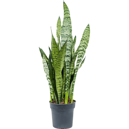 Stevige Sansevieria Zeylanica kamerplant voor binnen.