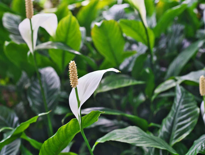 De Spathiphyllum, ook wel bekend als de lepelplant of vredeslelie, is een populaire luchtzuiverende kamerplant met glanzend groene bladeren en kenmerkende witte bloemen. Deze plant is makkelijk te verzorgen en kan goed gedijen in de meeste binnenruimtes. Plantoday