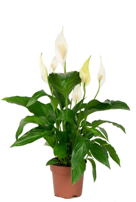 De Spathiphyllum, ook wel bekend als de lepelplant of vredeslelie, is een populaire luchtzuiverende kamerplant met glanzend groene bladeren en kenmerkende witte bloemen. Deze plant is makkelijk te verzorgen en kan goed gedijen in de meeste binnenruimtes.Gratis verzending
