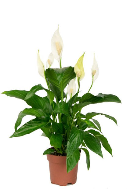 De Spathiphyllum, ook wel bekend als de lepelplant of vredeslelie, is een populaire luchtzuiverende kamerplant met glanzend groene bladeren en kenmerkende witte bloemen. Deze plant is makkelijk te verzorgen en kan goed gedijen in de meeste binnenruimtes.Gratis verzending