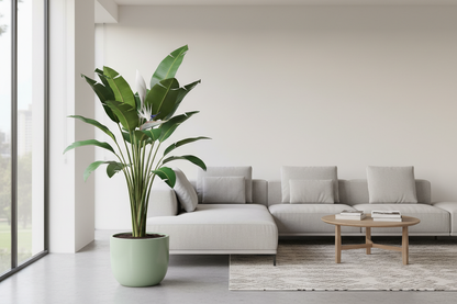 strelitzia nicolai 180 cm in woonkamer met lichte groene ronde pot