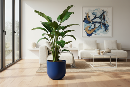 Strelitzia Nicolai in woonkamer met blauwe elho pot rond