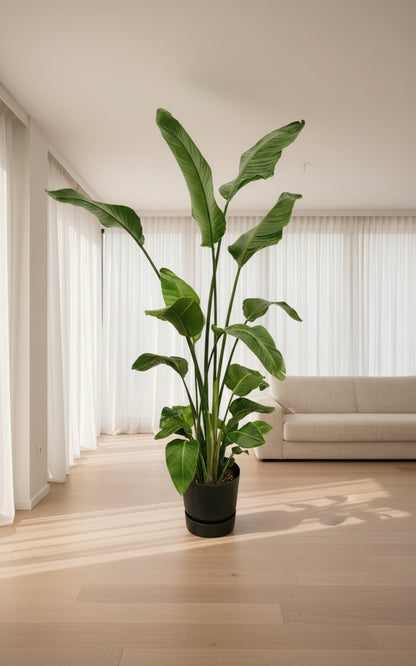Strelitzia Nicolai inclusief elho Greenville Round zwart | Kamerplant