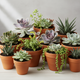 10 x Succulenten Mix | Kamerplanten | Vetplant