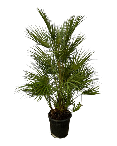 Chamaerops Humilis Buitenplant | Europese Dwergpalm - Planttoday