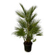 Chamaerops Humilis – Tropische dwergpalm voor je tuin