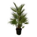 Chamaerops Humilis Buitenplant | Europese Dwergpalm - Planttoday