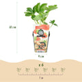 3 Fruit Plants | Strawberry | Fragaria Elsanta | Red Strawberry