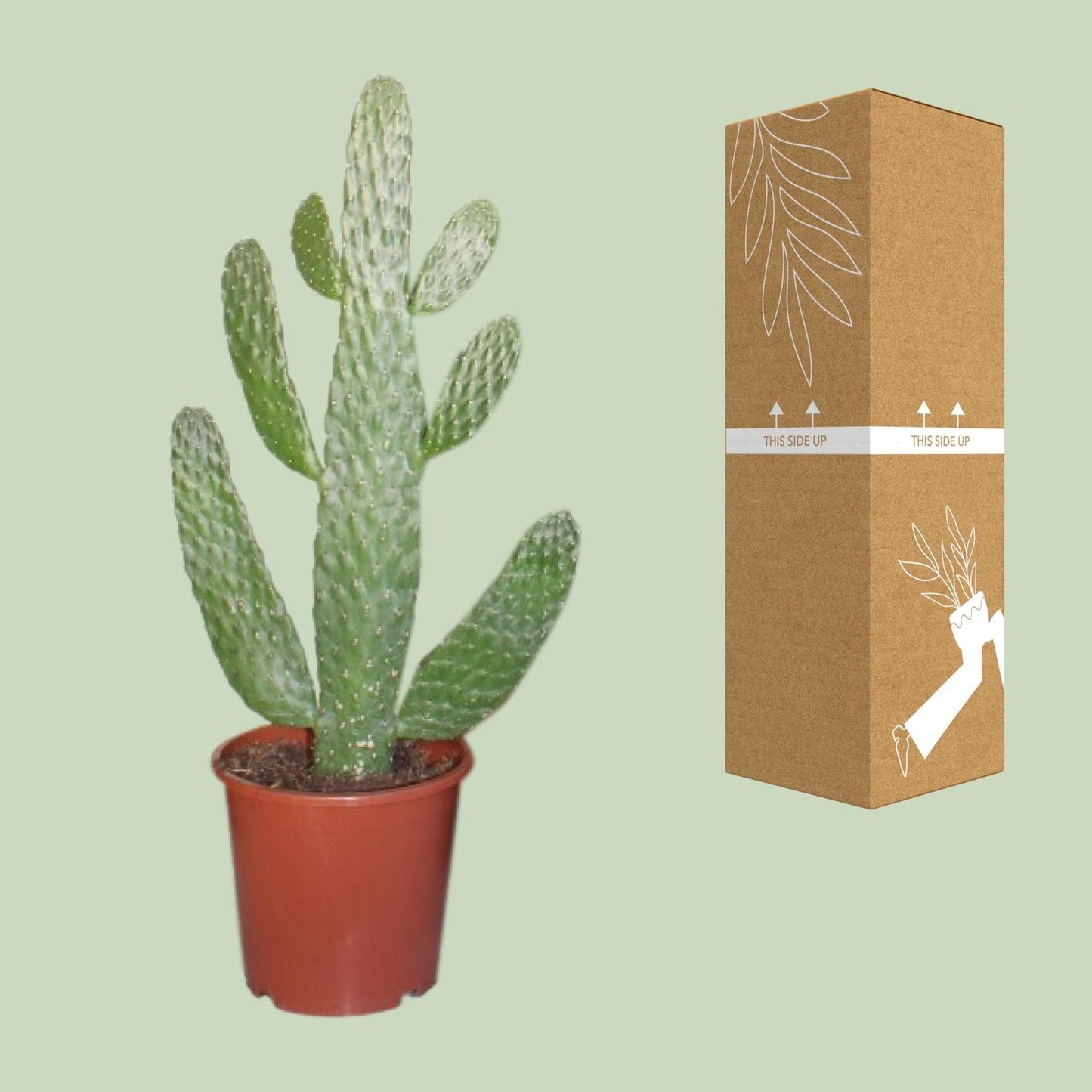 Opuntia cactus met platte scheuten voor modern interieur