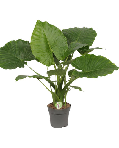 Alocasia Gageana California | Kamerplant