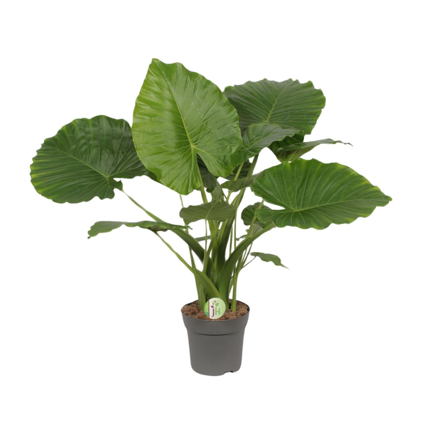 Alocasia Gageana California | Kamerplant