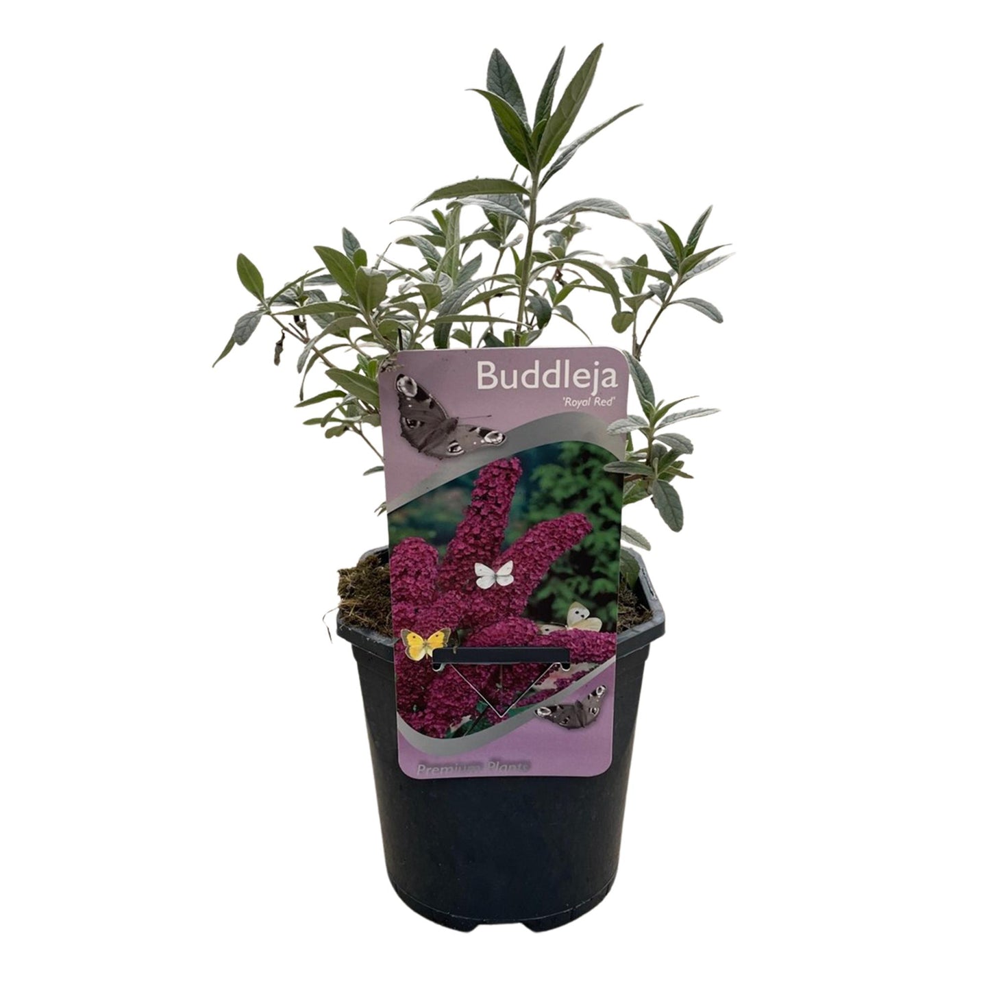Buddleja davidii Royal Red Vlinderstruik – Dieprode Bloemen – Vlinderlokkend