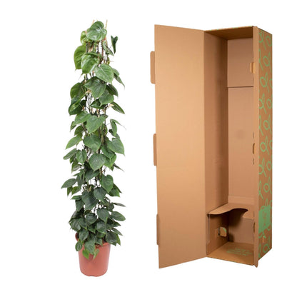 Philodendron Scandens Green Wonder met glanzende hartvormige bladeren en gaasrek, hoogte 160 cm, pot Ø27 cm