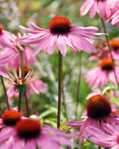 Echinacea purpurea 'Magnus' | Buitenplant | Zonnehoed - Planttoday