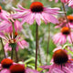 Echinacea purpurea 'Magnus' – Prachtige vlinderplant