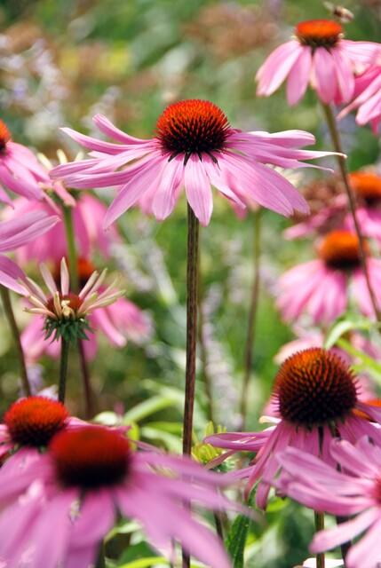 Echinacea purpurea 'Magnus' | Buitenplant | Zonnehoed - Planttoday