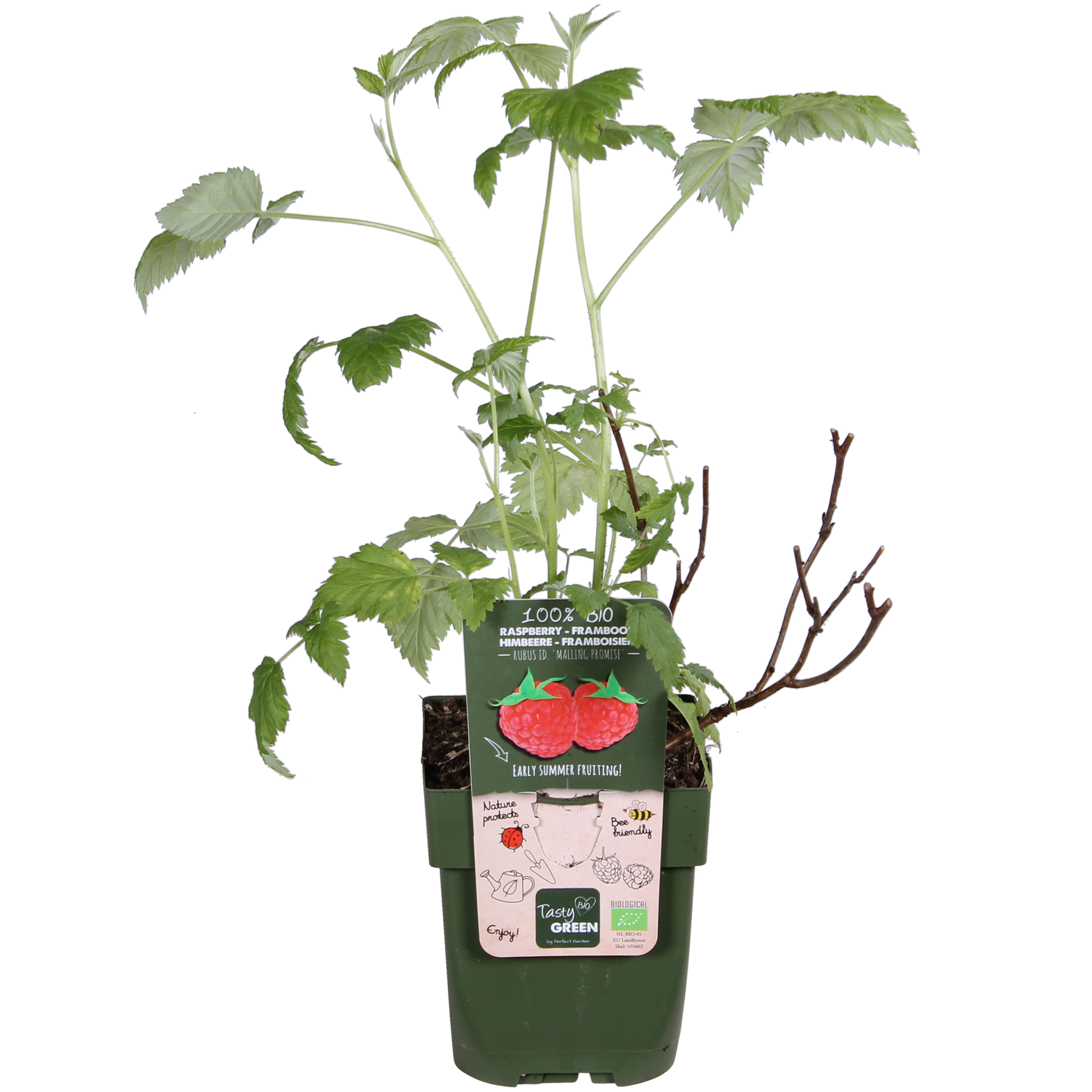 Biologische frambozenplant met rode vruchten voor moestuin