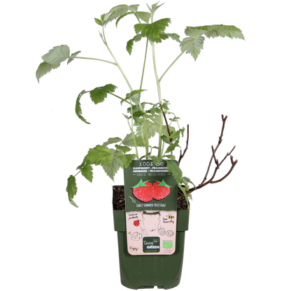 Biologische frambozenplant met rode vruchten voor moestuin