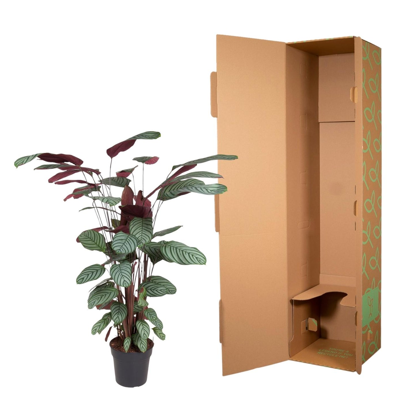 Calathea oppenheimiana | Kamerplant