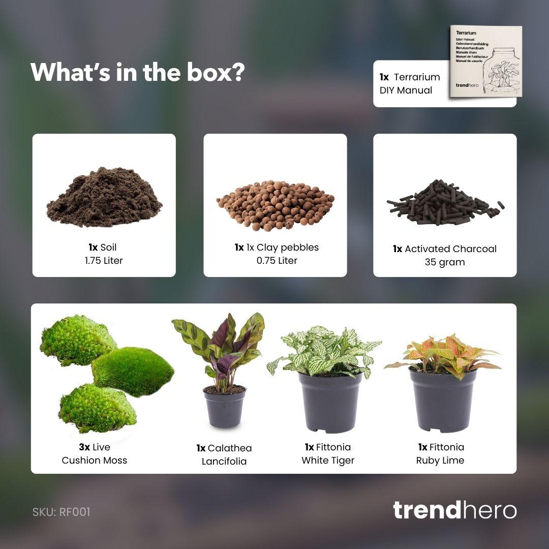 Planten Terrarium Navulling & Startpakket | Calathea Lancifolia | Maat L/XL