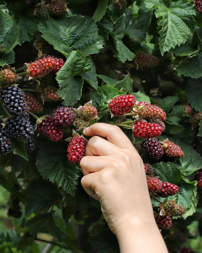Rubus fruticosus | 'Thornless Evergreen' | Doornloze Braam
