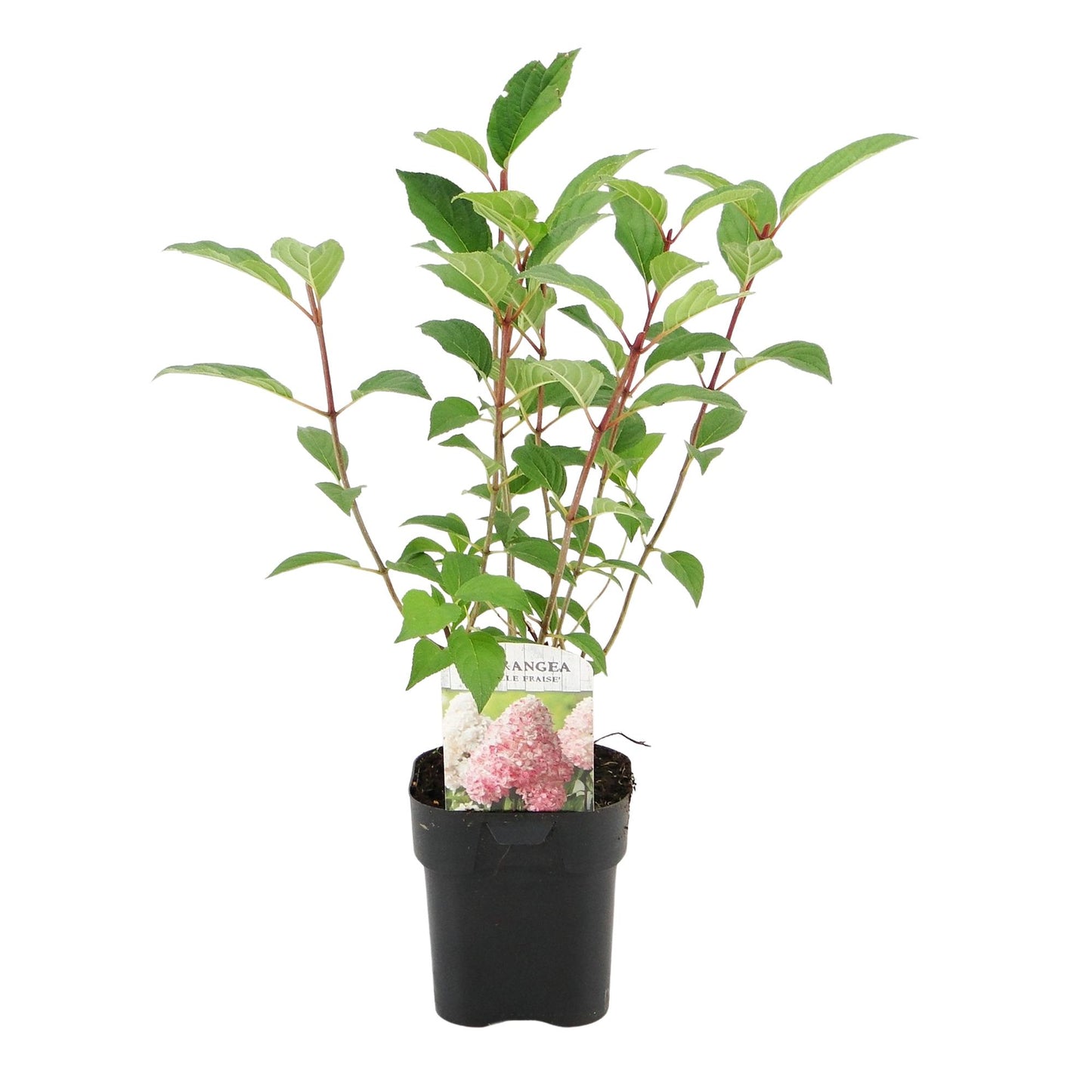 3x Hydrangea paniculata Vanille Fraise | Buitenplant | Pluimhortensia