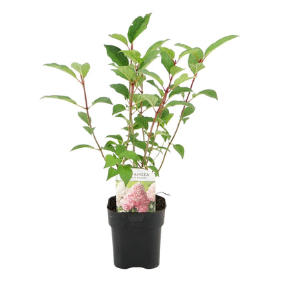 3x Hydrangea paniculata Vanille Fraise | Buitenplant | Pluimhortensia