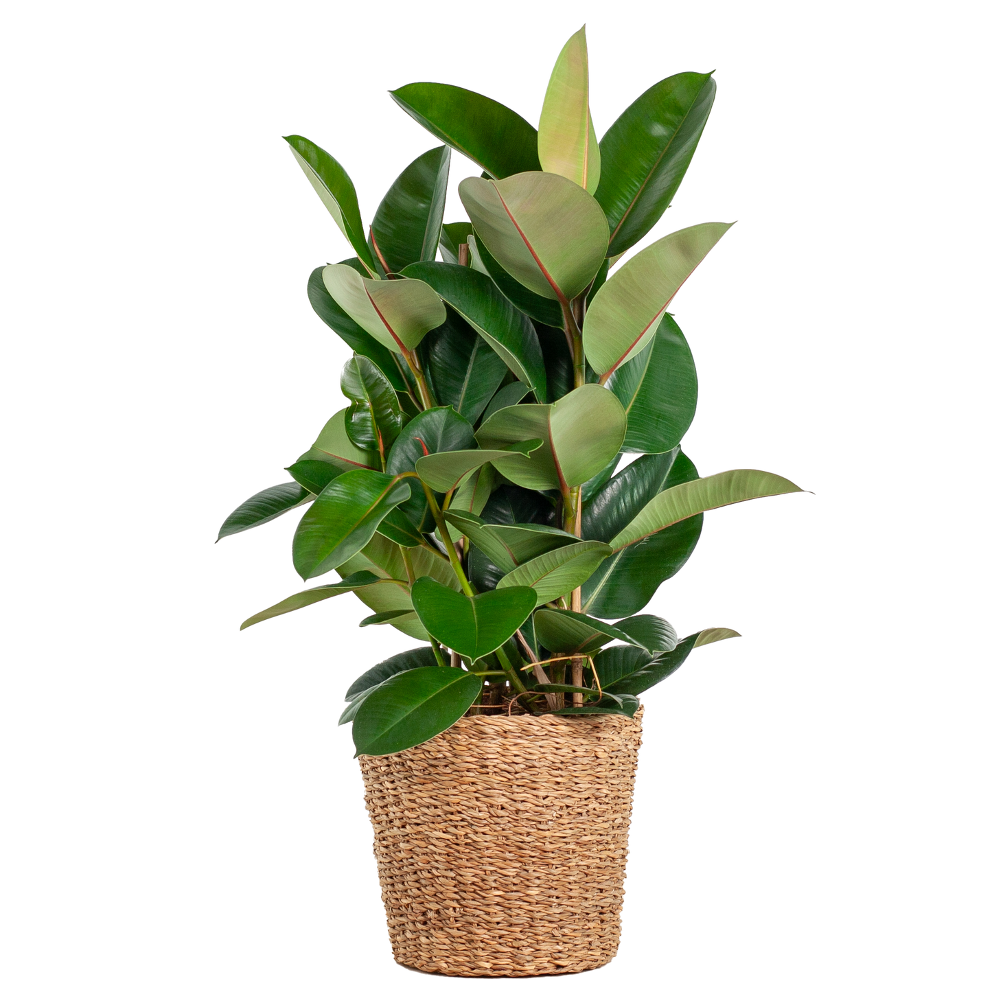Ficus is de botanische naam van een geslacht uit de moerbeifamilie. 
