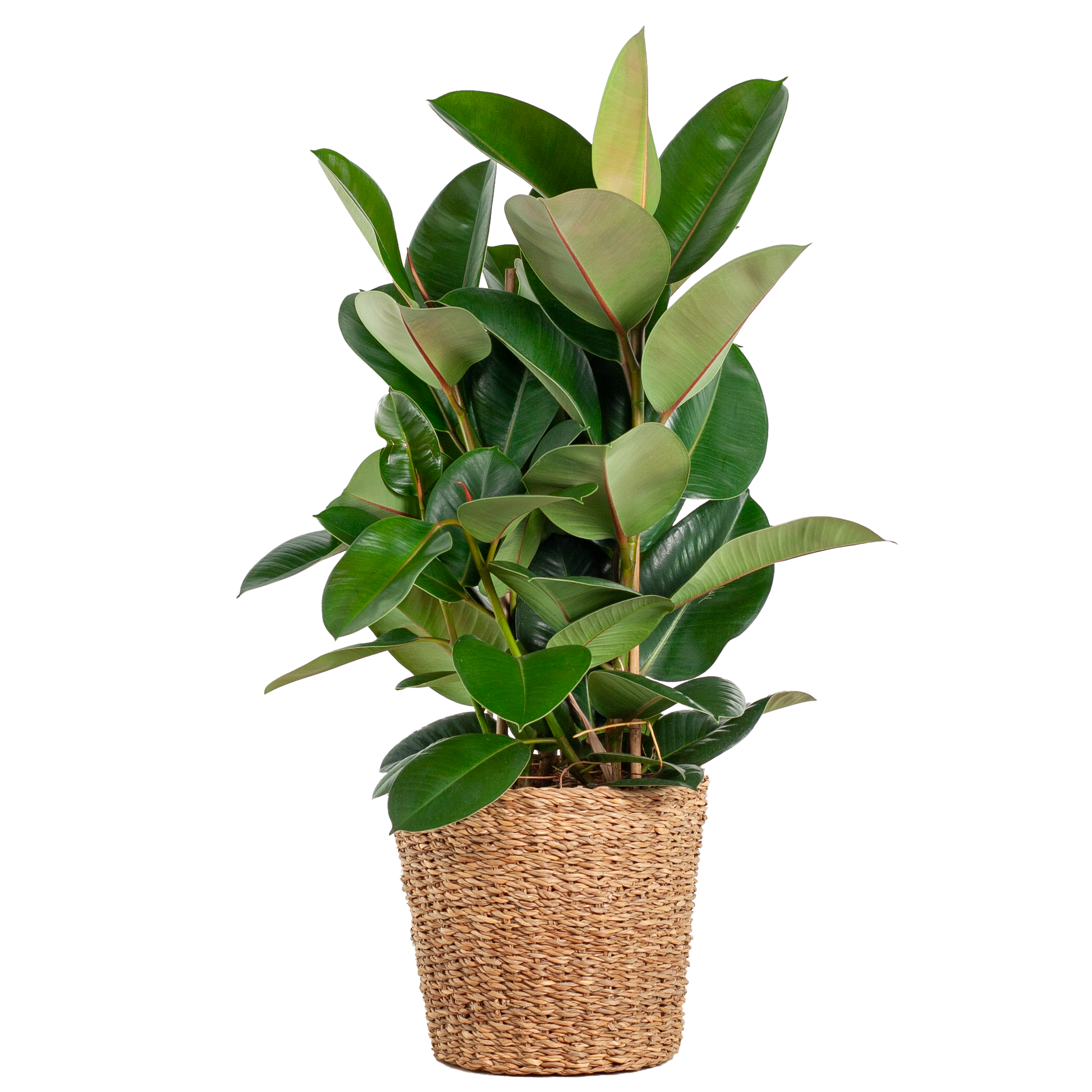 Ficus is de botanische naam van een geslacht uit de moerbeifamilie. 