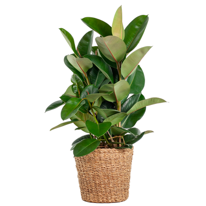 Ficus is de botanische naam van een geslacht uit de moerbeifamilie. 