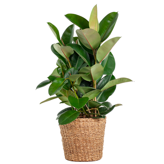 Ficus is de botanische naam van een geslacht uit de moerbeifamilie. 