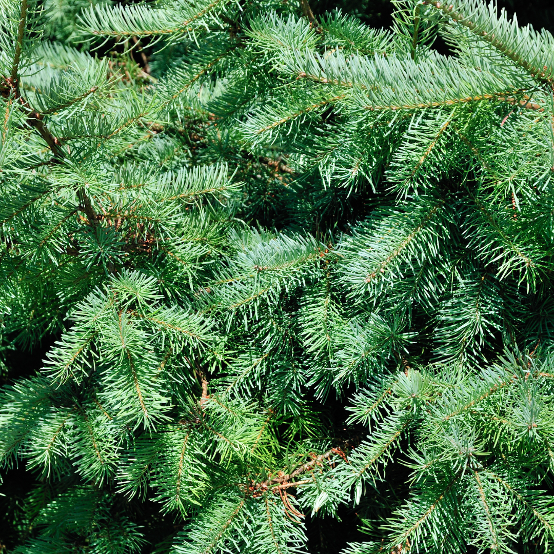 Kleine Kerstboom | Picea Glauca Conica