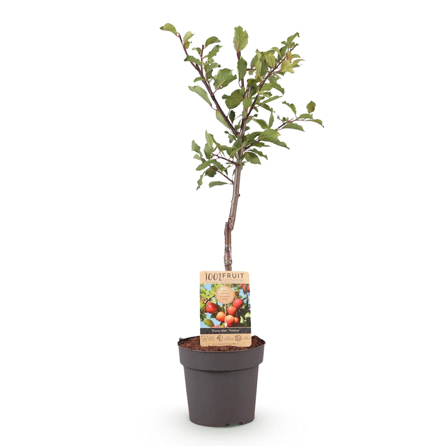 Fruitplant - Pruimen boom - Prunus domestica Victoria - Rode Pruim - Pot 21cm Hoogte 90cm