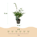18 x Bamboe | Fargesia robusta Pingwu | Bladhoudend | Niet Woekerend | Groen