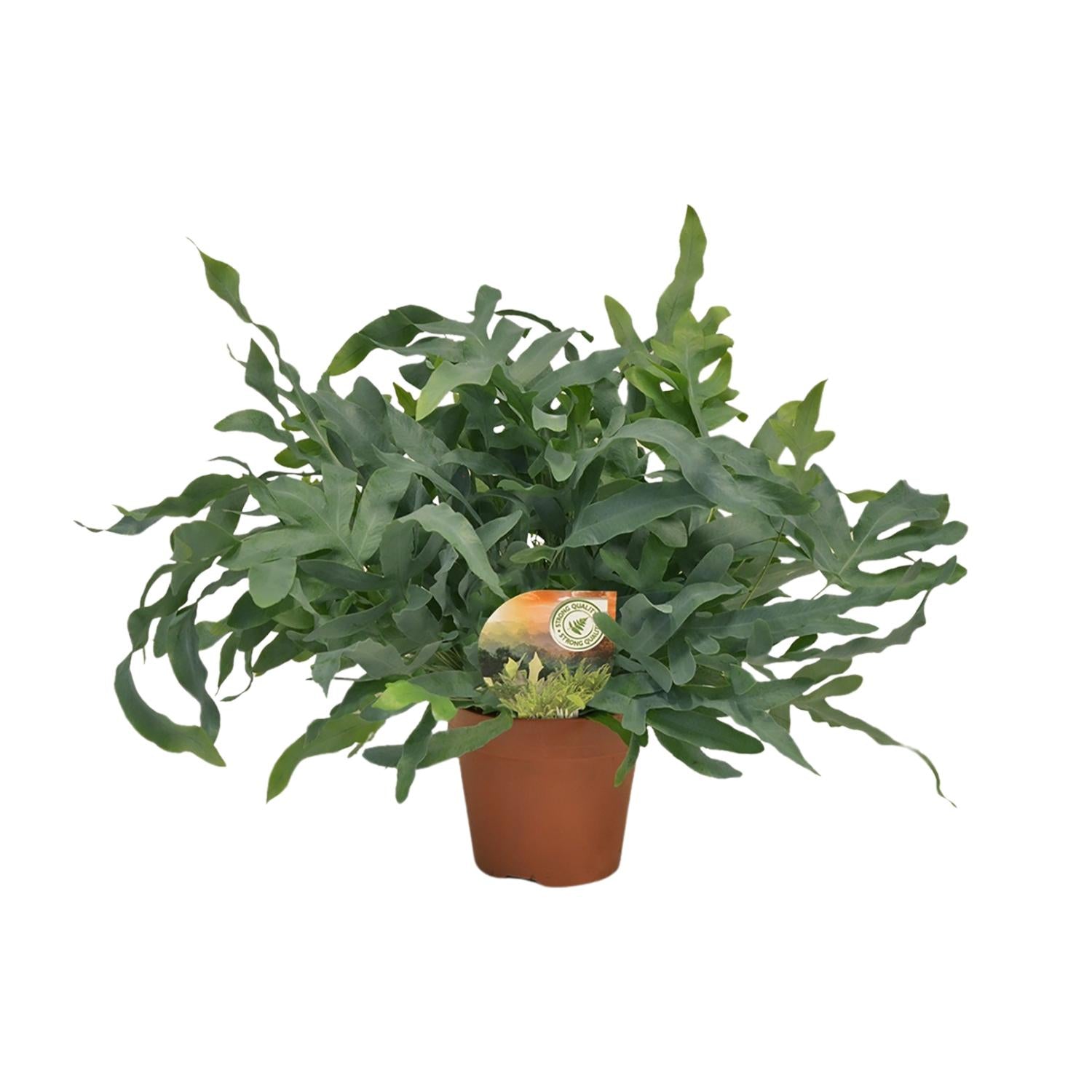 Phlebodium Blue Star varen met blauwgroene bladeren, Ø17 cm pot, hoogte 60 cm, tropische kamerplant