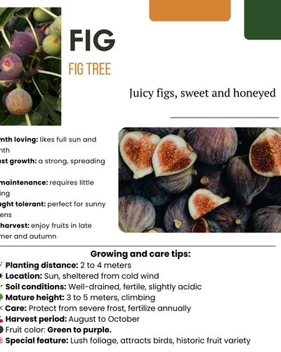 Duurzaam geteelde biologische vijgenboom voor buiten – levert verse vijgen en groeit goed in pot of volle grond.