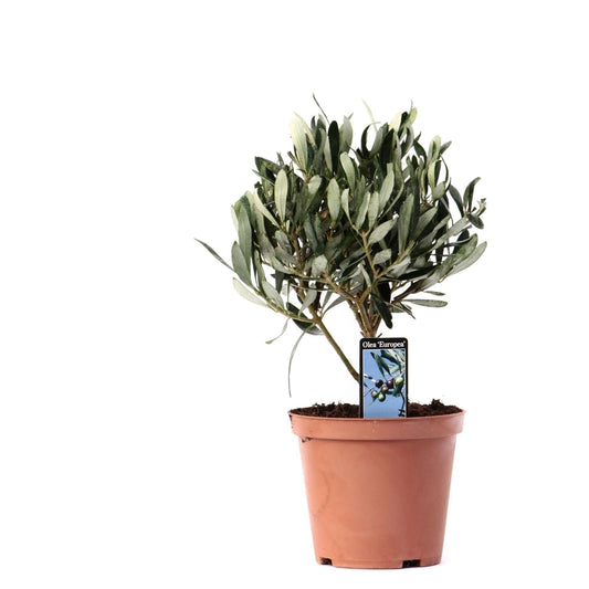 Kleine Olea olijfboom op stam met grijsgroene bladeren, hoogte circa 21 cm, in een pot van 13 cm diameter, perfect als mediterrane kamerplant voor binnen.
