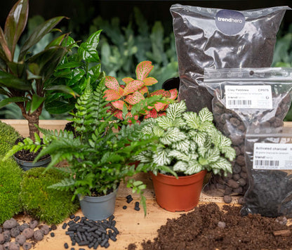 Planten Terrarium Navulling & Startpakket | Jungle | Maat L/XL