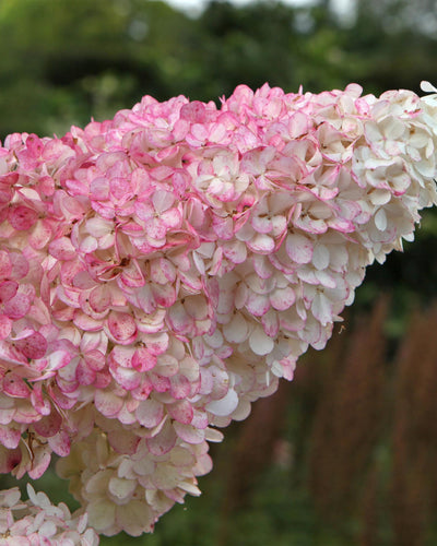 Hydrangea paniculata Vanille Fraise – Prachtige bloeier