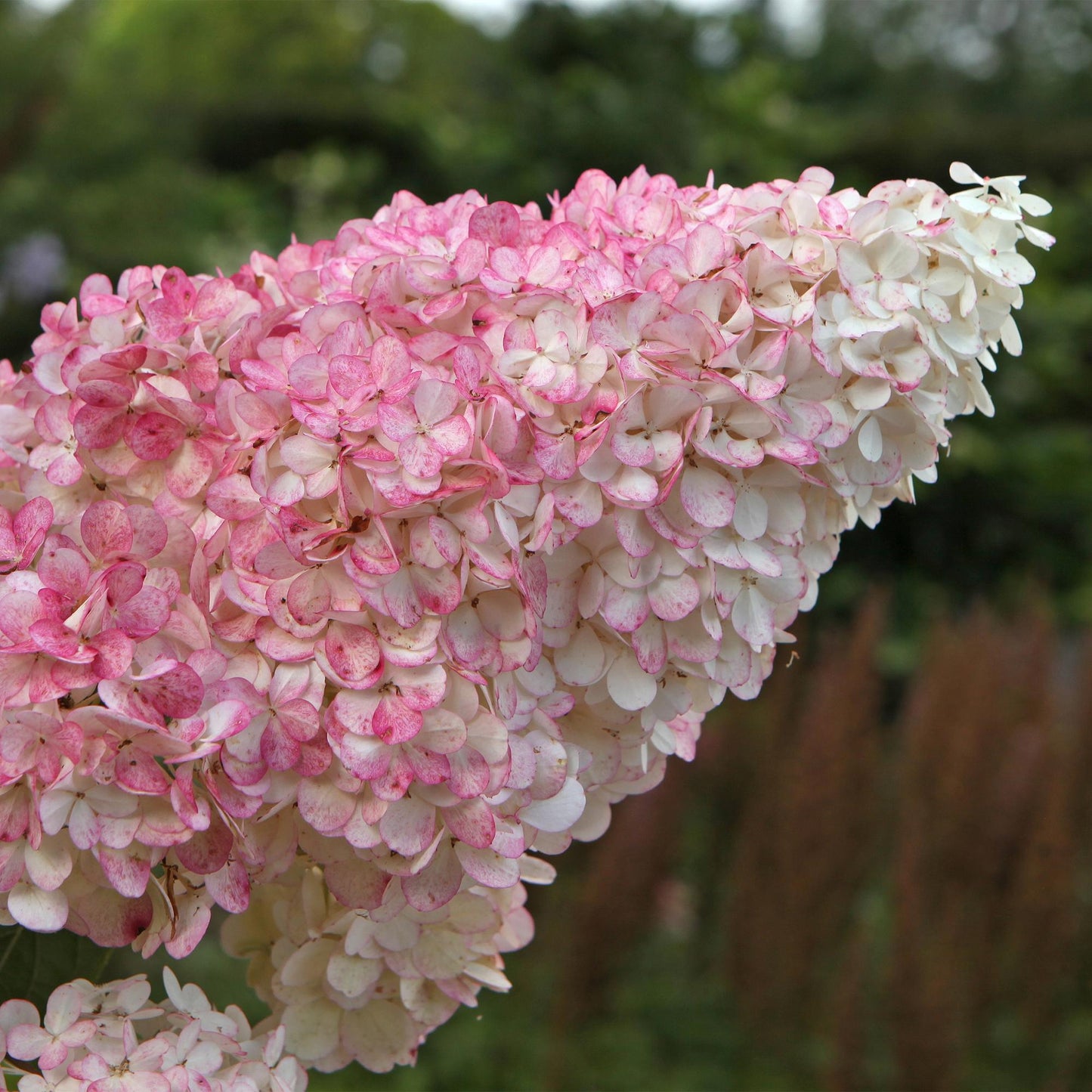 3x Hydrangea paniculata Vanille Fraise | Buitenplant | Pluimhortensia