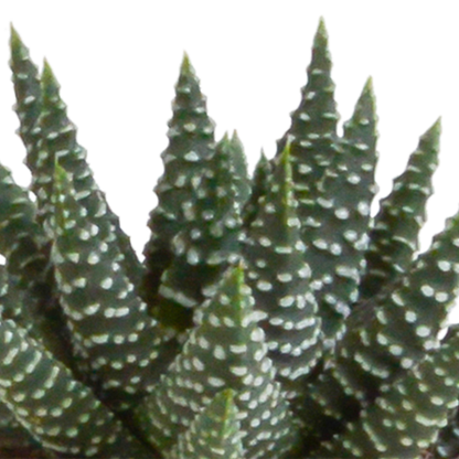 Set van 5 Gasteria/Haworthia mix (Ø5,5 cm, zonder pot) – compacte en sterke kamerplanten in diverse vormen en kleuren
