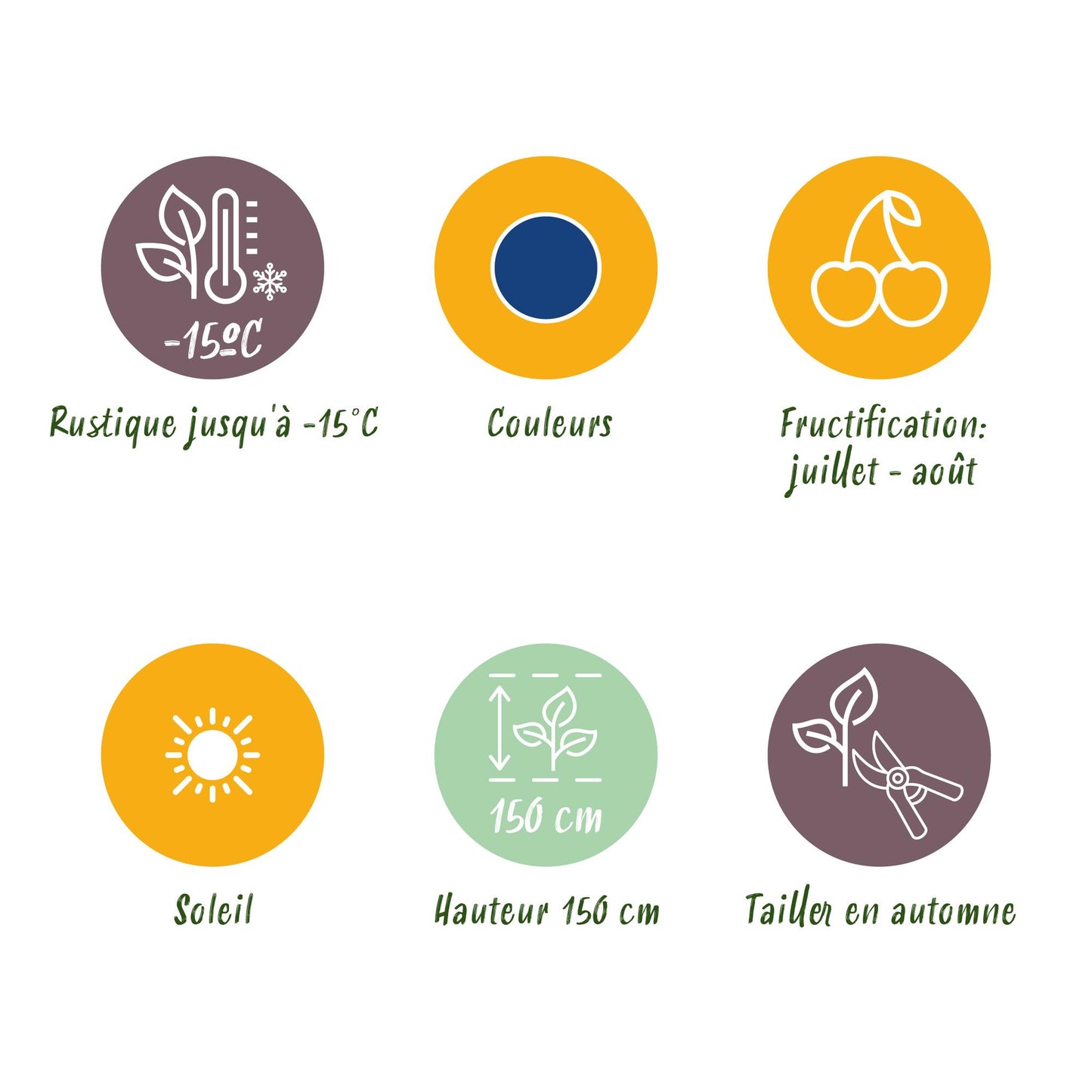 3 x Fruitplanten Blauwe Bes Vaccinium corymbossum Bluegold | Bio fruit