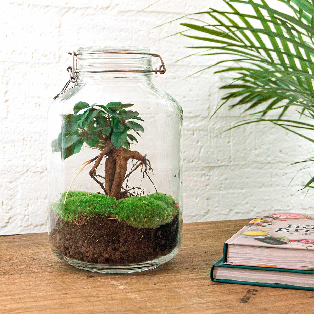 DIY terrarium | Jar | Ficus Ginseng bonsai
