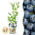 3 x Fruitplanten Blauwe Bes Vaccinium corymbossum Northland | Biofruit
