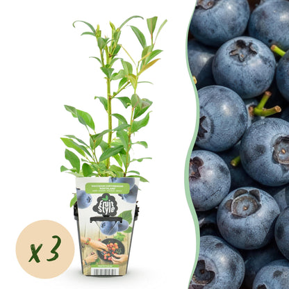 3 x Fruitplanten Blauwe Bes Vaccinium corymbossum Northland | Biofruit