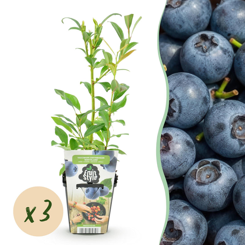 3 x Fruitplanten Blauwe Bes Vaccinium corymbossum Northland | Biofruit